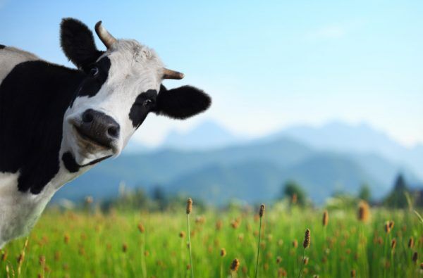 Cow