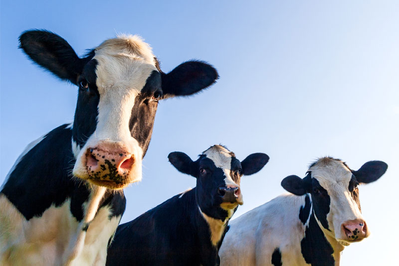 Three Cows Looking Down