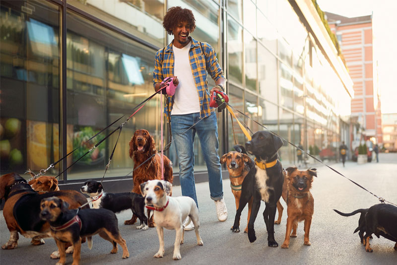 Man Walking a Group of Dogs